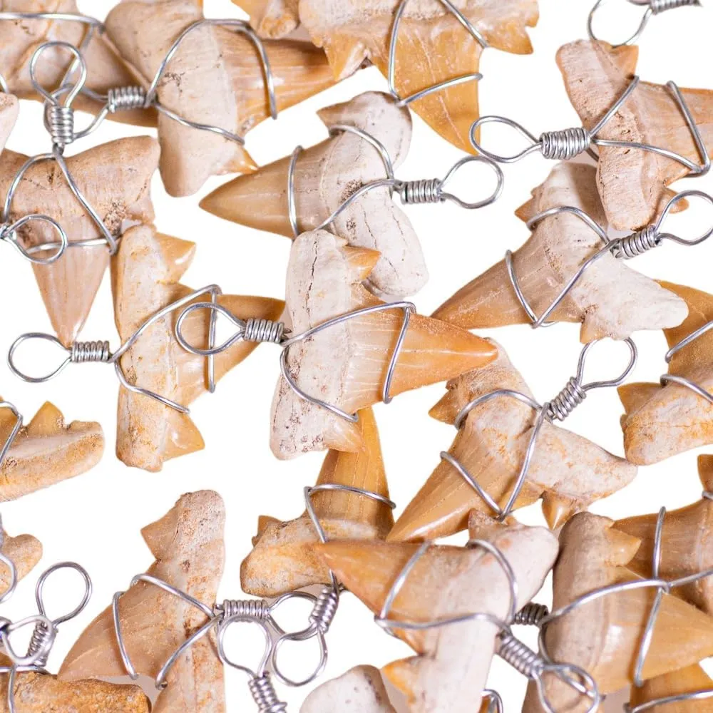 BlueRica Fossil Shark Tooth on Coconut Shell Beads Necklace (18" 2S)